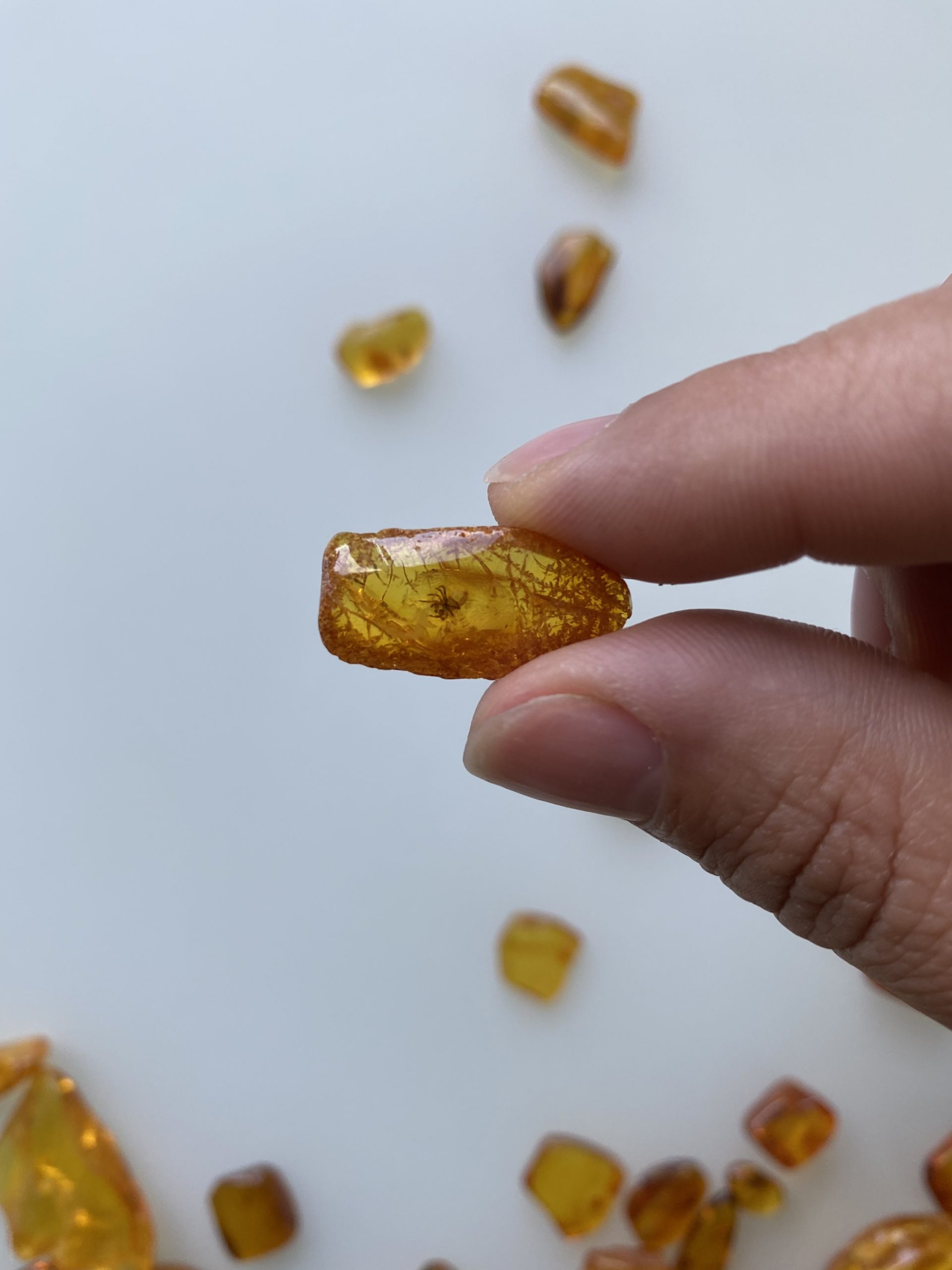 Small Baltic amber inclusions wholesale