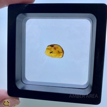 Small Baltic amber inclusions wholesale